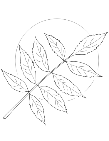 Ash Tree Leaves Coloring Page